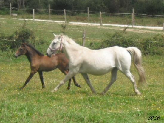 Etoile et la petite Végas